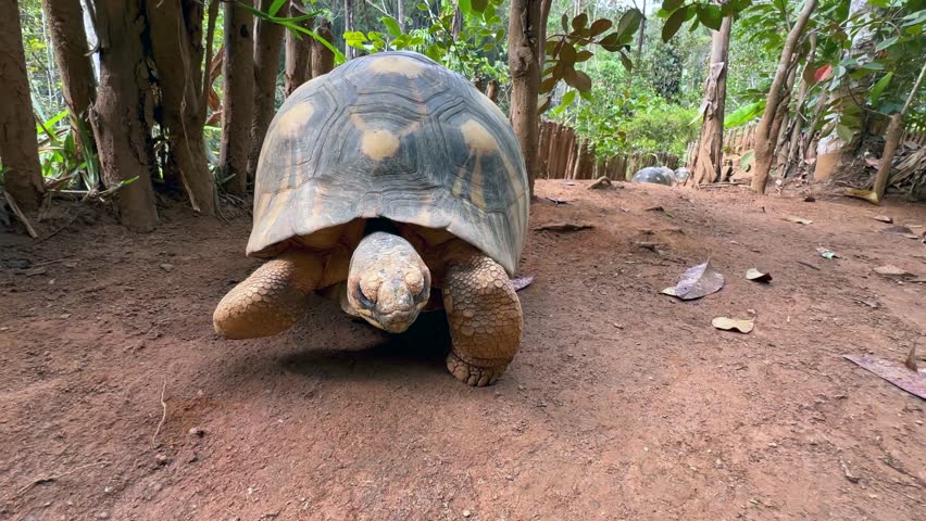 Radiated tortoise (Astrochelys radiata) with injured leg walking along the ground, low angle shot. Madagascar.