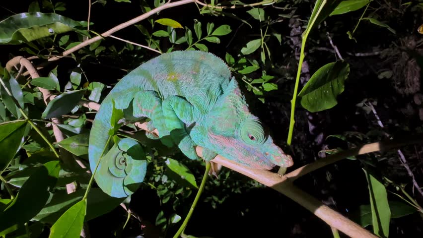 Parson's chameleon (Calumma parsonii) on a branch in Andasibe-Mantadia National Park, Madagascar.