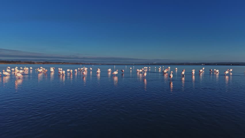 Flamingos gather in shallow water under a bright blue sky. They are seen interacting and feeding in a coastal location during the day.