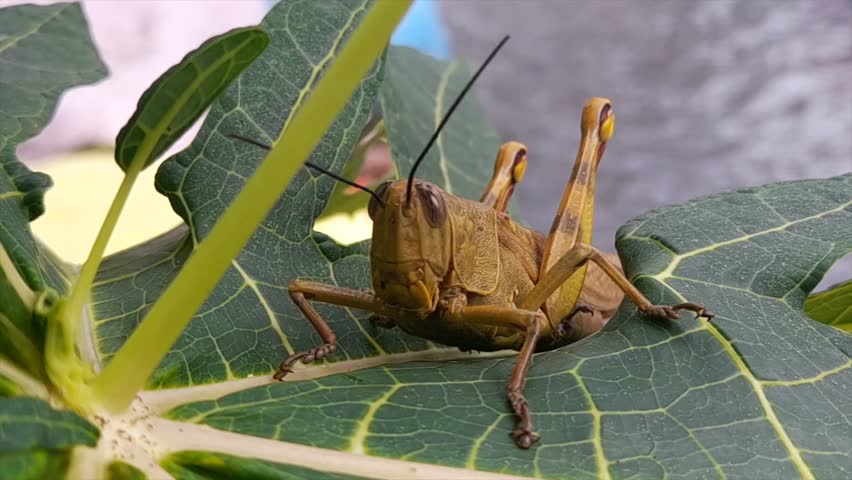 Wood Grasshopper, Javanese Grasshopper (Valanga nigricornis).