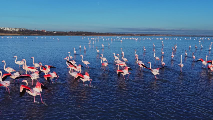 A group of flamingos is standing in shallow water at a wetland. Some flamingos are stretching their wings while others are feeding or resting.