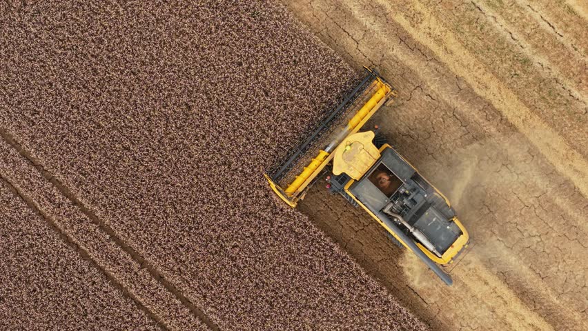 Combine harvesting wheat crop in farmland. Harvester cutting golden grain in countryside. Tractor processing ripe cereal harvest in rural field. Machinery collecting barley crop in agricultural
