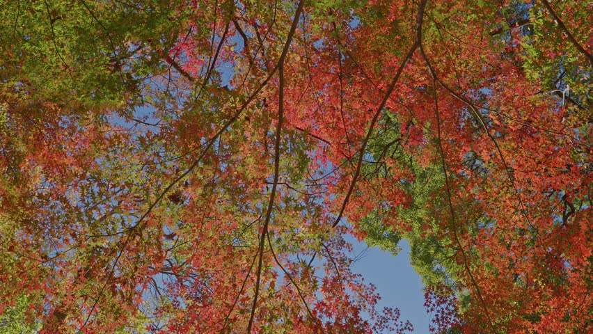 Looking up into a dense canopy of Japanese maple trees, showcasing a beautiful mix of fiery red and lush green leaves against a clear blue sky.