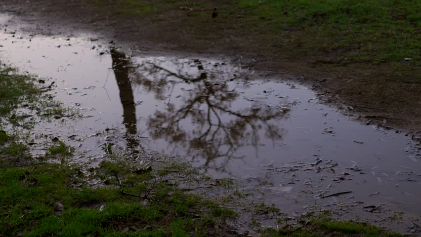 A wet, muddy field with a tree in the middle. The water is reflecting the tree and the sky