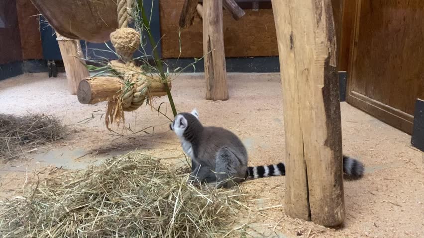 Ring-tailed lemurs sit on hay in an indoor winter enclosure at a zoo, foraging and interacting near a wooden climbing structure with ropes and planks.