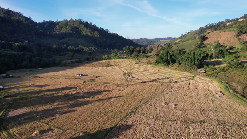 Aerial landscape view of rice field after harvesting and mountain views by drone