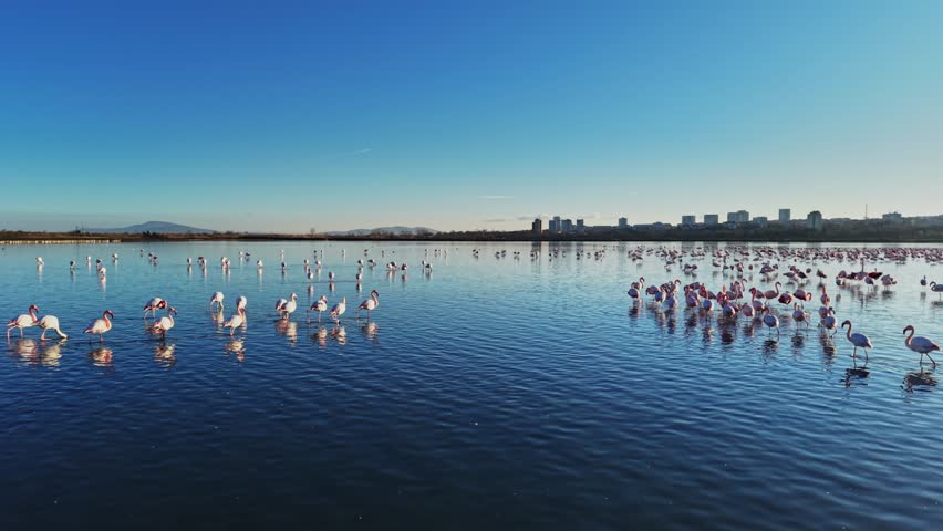 Flamingos are seen standing in shallow water. Several flocks are visible in the distance. City buildings can be seen along the horizon under a clear sky.