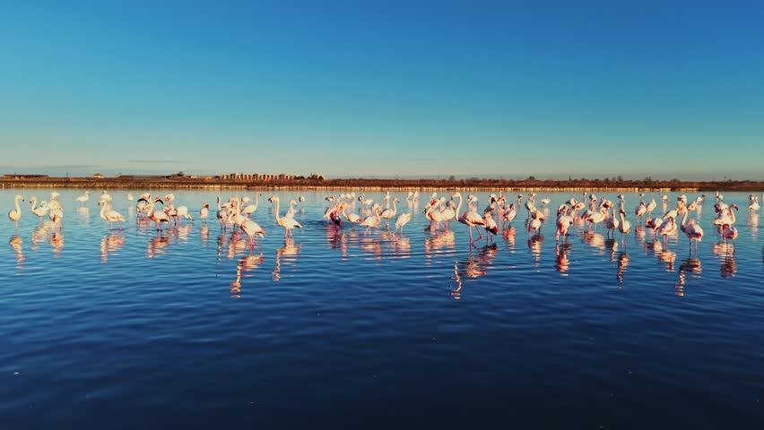 Many flamingos are in shallow water during daylight. Their reflections are visible in the calm water. The sky is clear and blue.