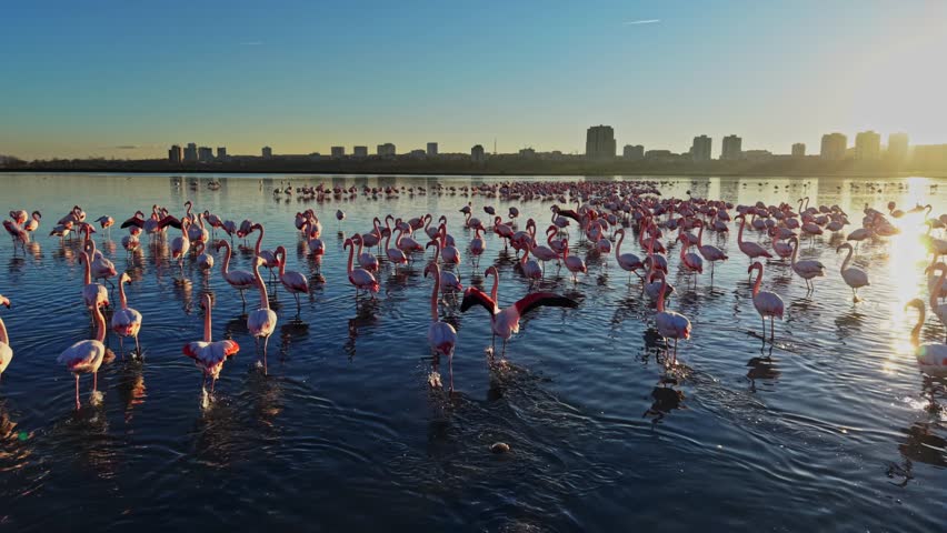 Flamingos gather in shallow water during sunset. The city skyline can be seen in the background as the sun sets over the water.