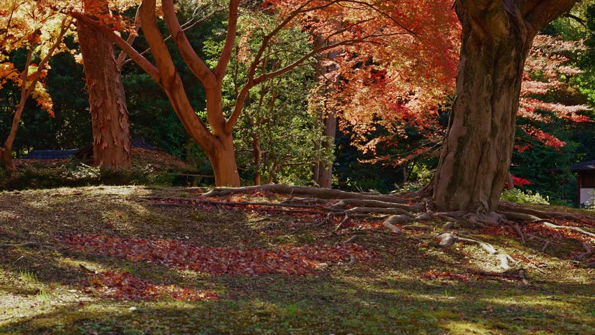 A ground-level view of thick, exposed tree roots on a mossy slope, surrounded by fallen leaves and the warm orange glow of autumn maples in Rikugien Garden.