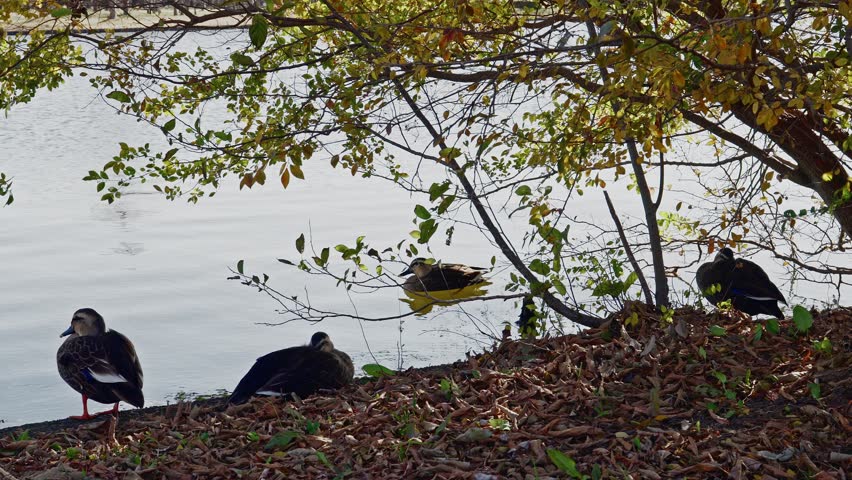 A peaceful scene of several ducks resting on the leafy shore under the shade of autumn trees at Mizumoto Park, Tokyo.