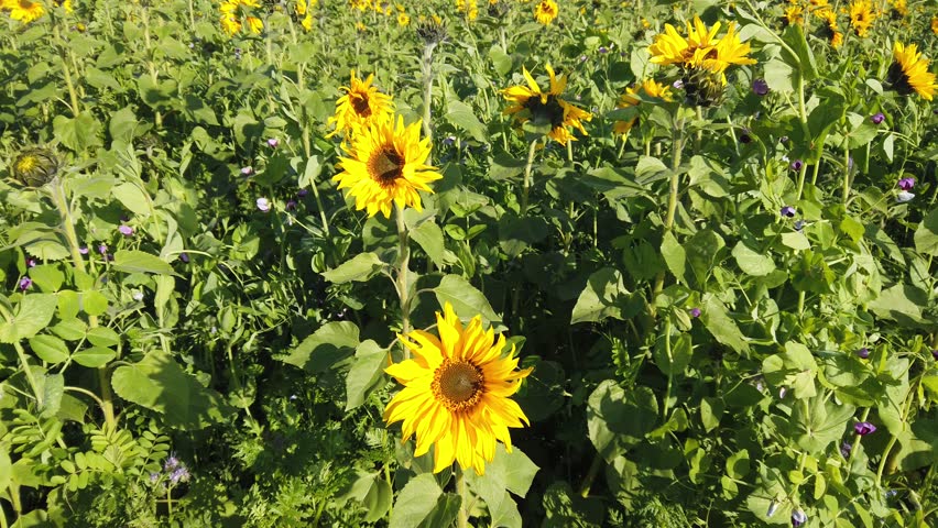 Large agricultural field with sunflowers
