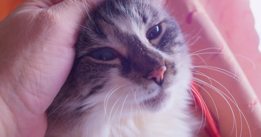 A fluffy mature gray cat with blue eyes.