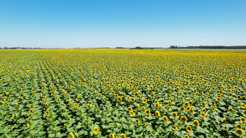 Sunflower Field Boundless Farmland Drone 4K