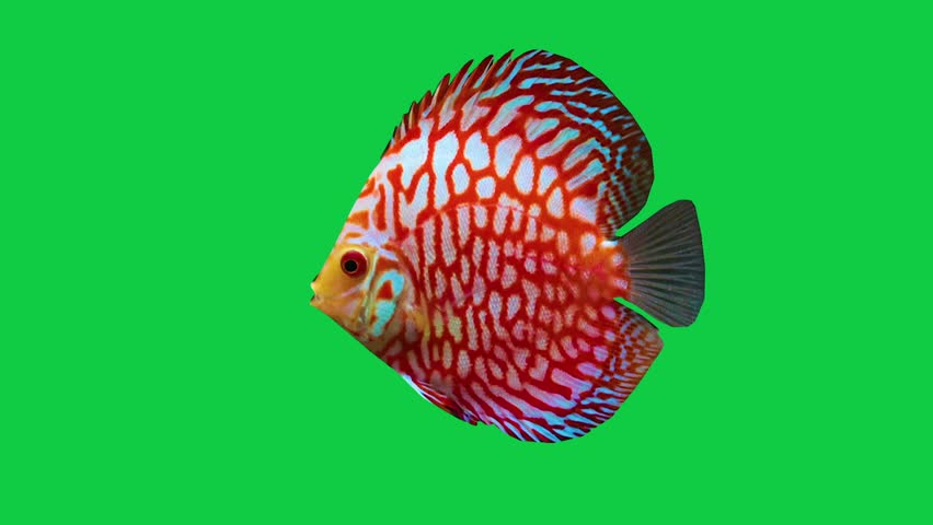 discus fish Beautiful coral reefs and tropical fish aquarium colorful sea salt water fantasy avatar alien fish deep sea fish green blue black screen