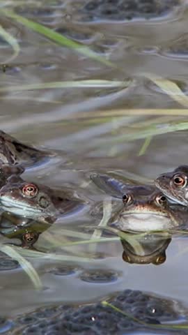 frog tropical wildlife close up background