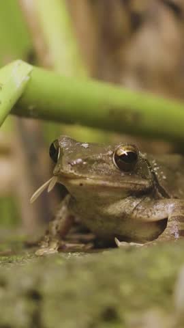 frog tropical eating bugs wildlife close up background