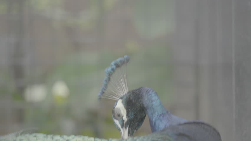 Beautiful Peacock Head Close Up S log 3 10bit 422