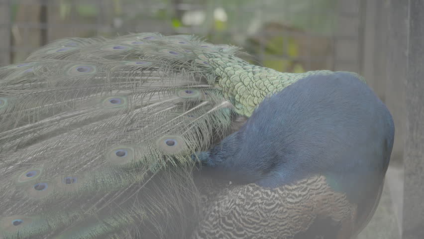 Beautiful Peacock Head Close Up S log 3 10bit 422