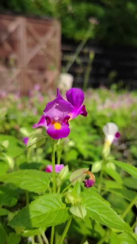 Vibrant purple Torenia fournieri flower blooming in a lush green garden under bright, natural sunlight.