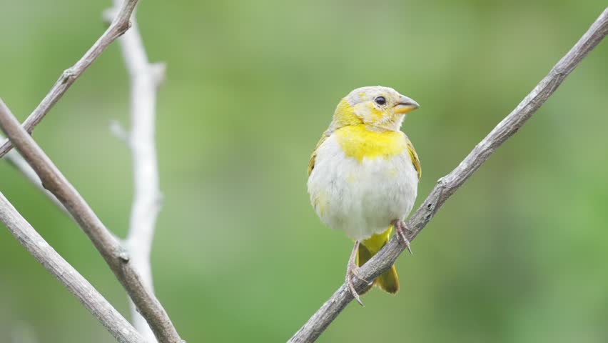 A close-up of a juvenile Saffron Finch (Sicalis flaveola) preening its plumage and singing, showcasing natural behavior and fine feather details. Ideal for wildlife documentaries, birdwatching content