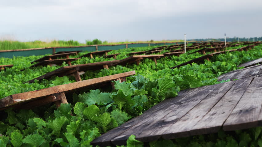 Snail farm with wooden shelters on a lush green field for heliciculture food production, demonstrating a commercial breeding operation for edible snails under a cloudy sky
