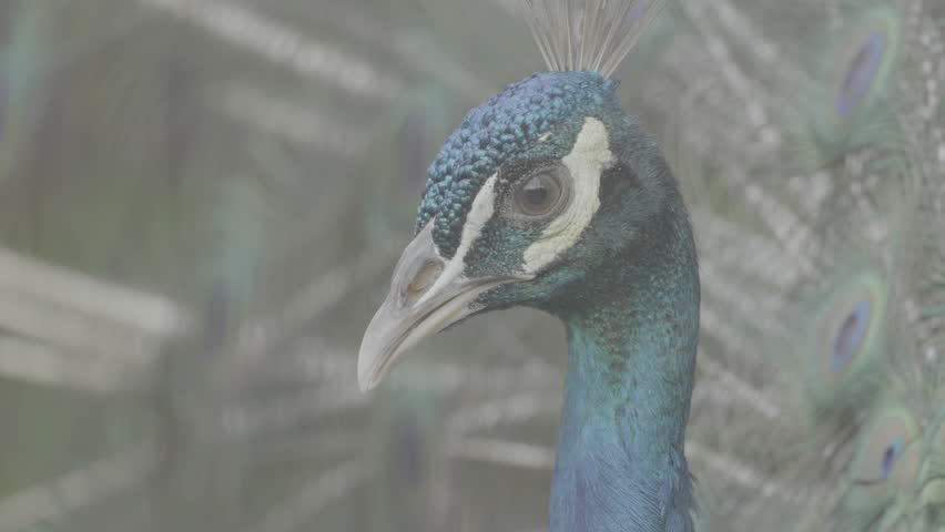 Beautiful Peacock Head Close Up S log 3 10bit 422