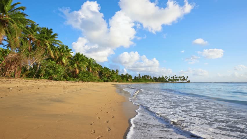A landscape of a sandy beach with vibrant palm trees on golden sand and a calm turquoise ocean wave on a sunny day. White clouds in the blue sky. Caribbean, perfect landscape, copy space, panoramic view.
