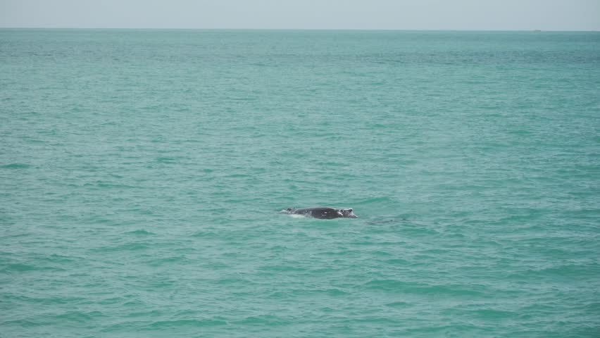 A nearby whale is partially emerging from the water. it swims peacefully, and then take the famous dive, leaving us with its beautiful tail, half dark and half white. a 4K clip, Kaikoura, New Zealand.