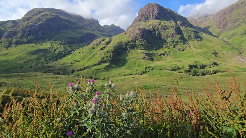 Wild thistle plants swaying in the wind in Glencoe Valley, Scotland