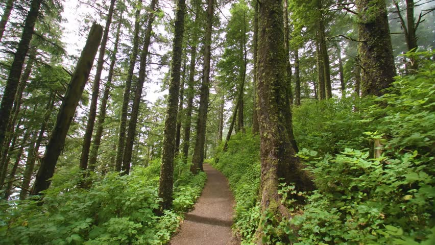 A first-person perspective, steady footage of walking along a narrow dirt path that winds through a lush, verdant, old-growth forest of spruce and hemlock trees at Cape Lookout State Park in Tillamook
