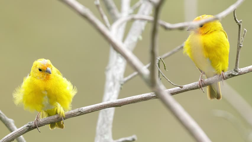 Close-up shots of two adult male Saffron Finches (Sicalis flaveola), highlighting their bright plumage and distinctive features. Ideal for wildlife documentaries, birdwatching content