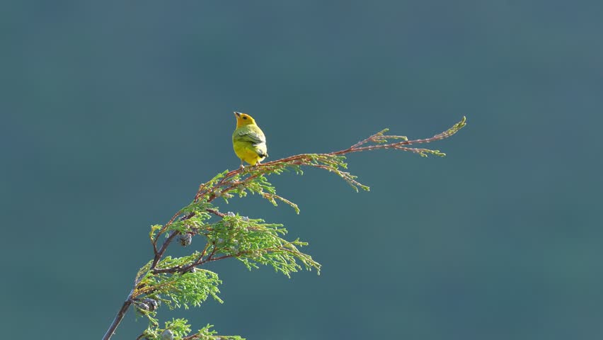 Adult Male and Young Saffron Finch Perched on Pine Tree Tip Then Flying Away – Sicalis flaveola