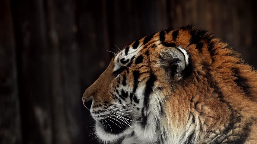 Wild Tiger Faces Winter Weather in a Snowy National Park, Showcasing Its Striking Features and Unique Eye Conditions