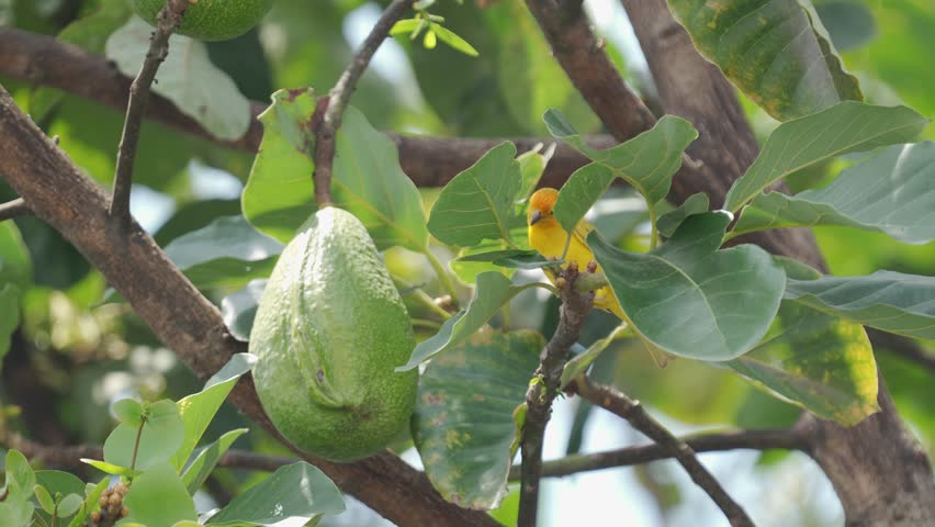Bright Yellow Adult Male Saffron Finch Perched on Avocado Tree Branch – Sicalis flaveola