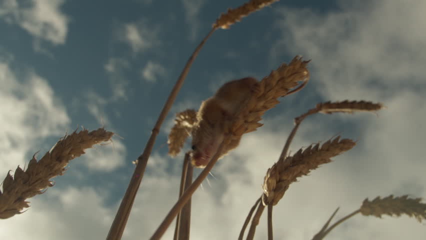 Low-angle shot of a tiny harvest mouse skillfully climbing down a golden stalk of wheat