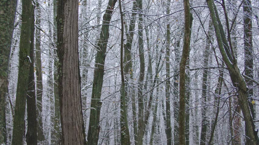 A serene and snowy forest scene in the Southern Urals, Russia. Bare tree trunks and branches are covered in a light dusting of snow during a quiet winter day.