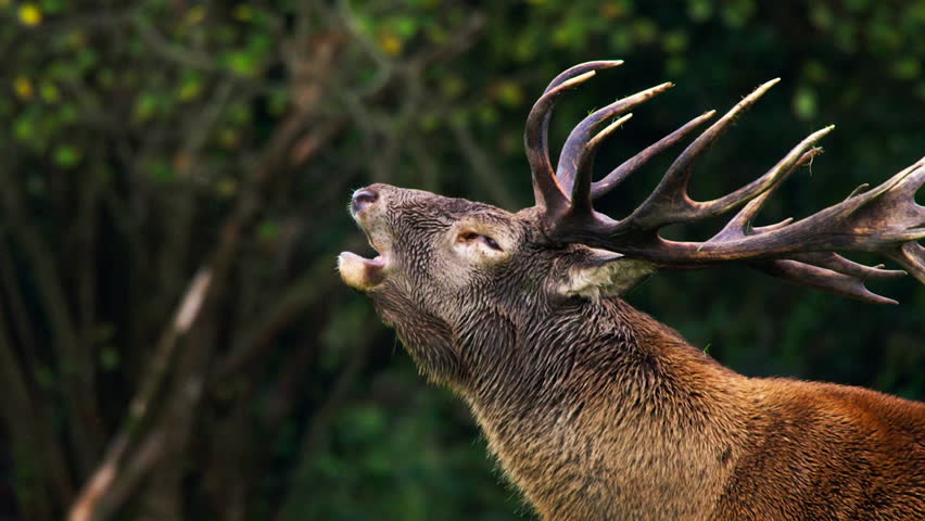 Magnificent red deer stag roars with its breath visible in the cold morning air during mating season