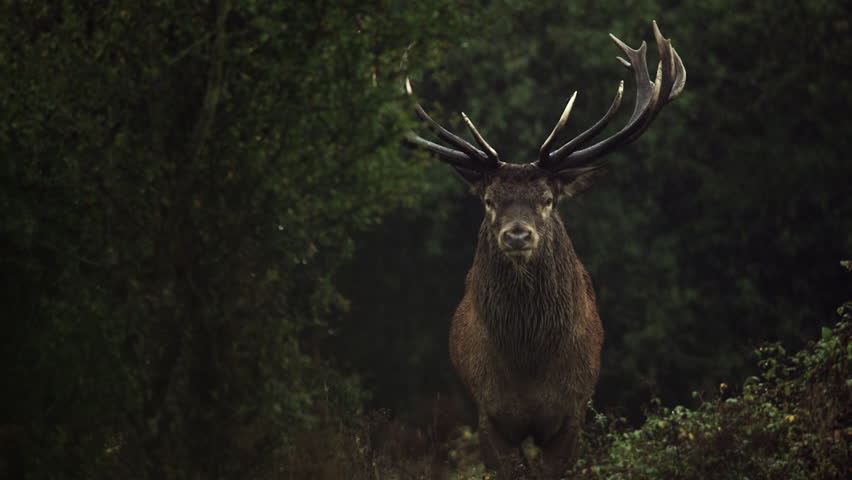 Massive red deer stag with large antlers standing in a misty forest and roaring during the rut