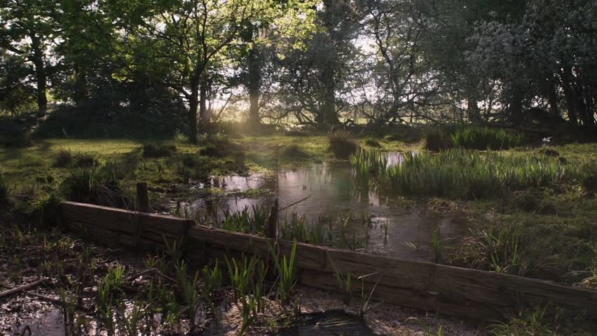 Lush green reeds growing by a misty pond in a tranquil forest during a beautiful golden hour sunrise