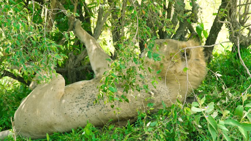 A large male lion rests on its back, partially concealed by green foliage, with flies covering its coat, during a safari in Tanzania.