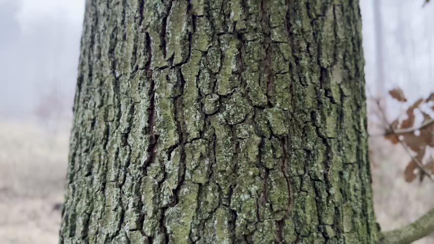 Cinematic shot revealing a foggy autumn forest from behind a tree trunk, atmospheric woodland scene with soft mist and dry leaves.
