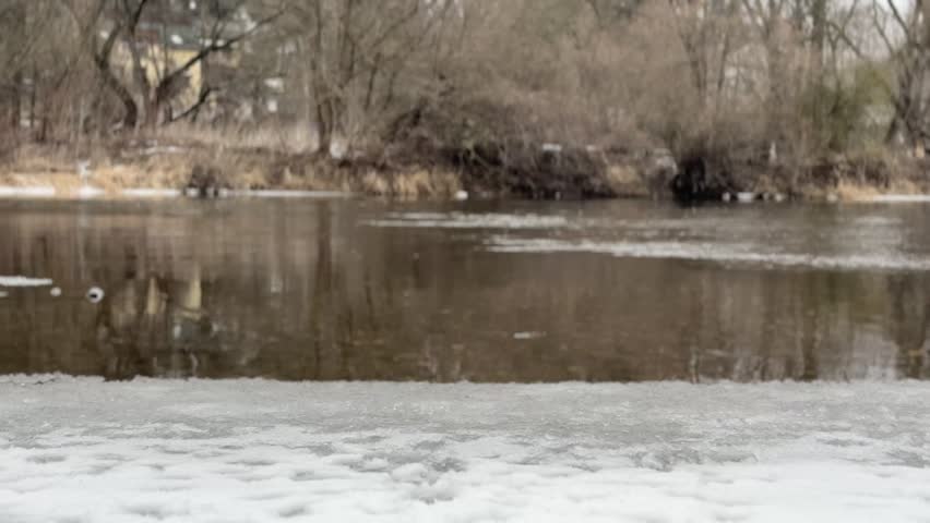 Peaceful footage of white swans standing and swimming on a partially frozen river during winter, calm natural scene.