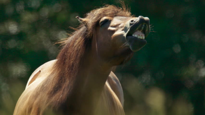 Close-up of a funny brown horse neighing and displaying a flehmen response with its mouth wide open