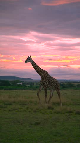 An adult giraffe walks across the green savannah plains under a vibrant pink and orange cloudy sky during dusk in Tanzania, East Africa.