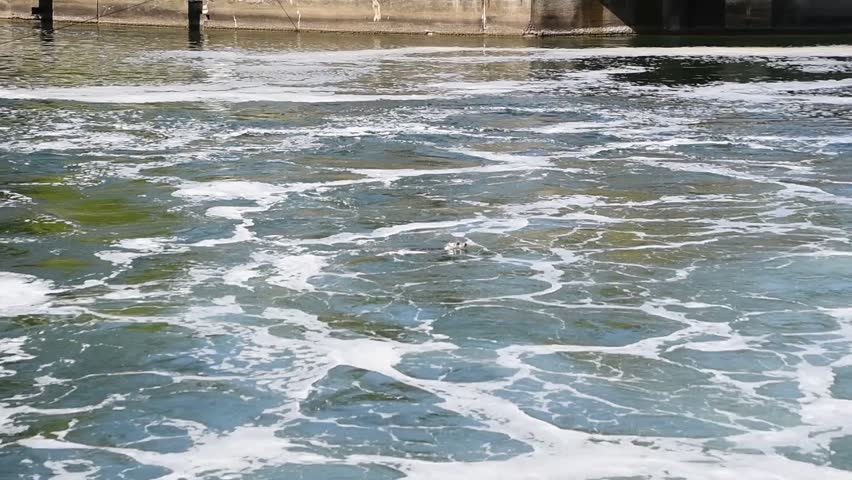 Seal hunting at a Salmon Ladder at Ballard Locks in Seattle, Washington Showing Migrating Salmon USA