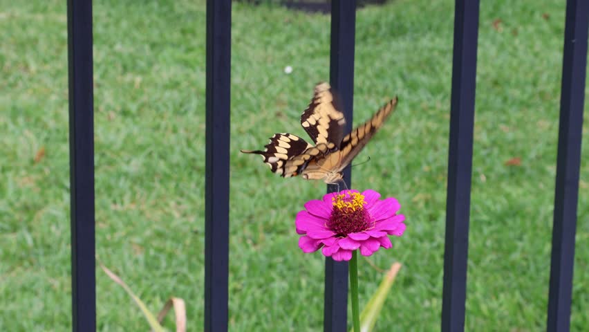 An Eastern Tiger Swallowtail butterfly (Papilio glaucus) is fluttering and feeding on a magenta zinnia (Zinnia elegans) on a dark and rainy day. It is one of the most recognizable and largest butterflies known for their bright yellow color with black "tiger" stripes, as seen in the view. 
Females of the species can also have a dark form, but the one pictured appears to be the yellow form. The butterfly is seen here gathering nectar from a pink zinnia flower. Florida, June 5, 2025