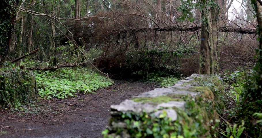 Storm damage in an Irish woodland, a large fallen tree trunk blocking a public trail near an mossy stone wall