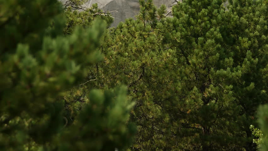 Mount Rushmore National Memorial revealed through pine branches, granite faces of presidents emerge, natural light.
