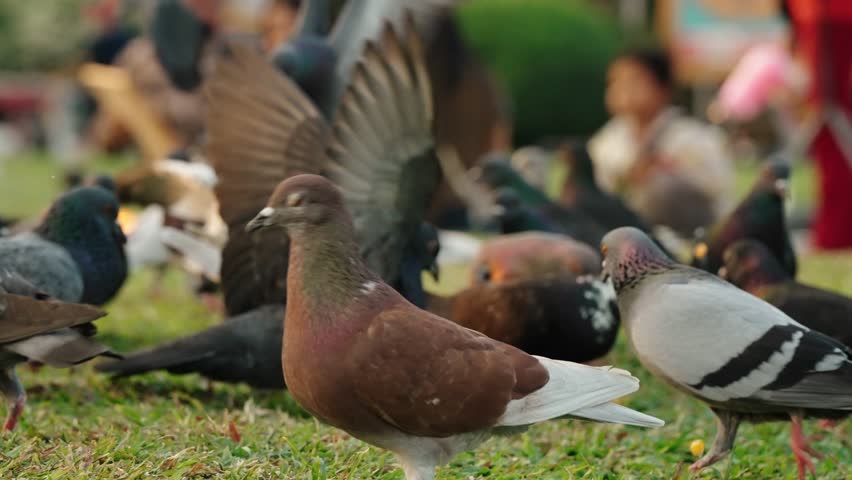 Group of pigeons feeding on grass with people blurred in Phnom Penh